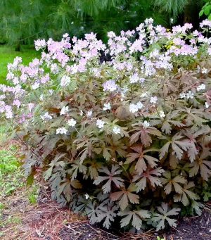 Espresso Geranium